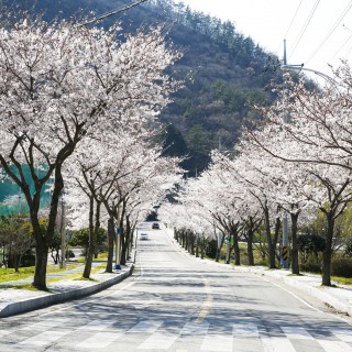 두륜산의 봄